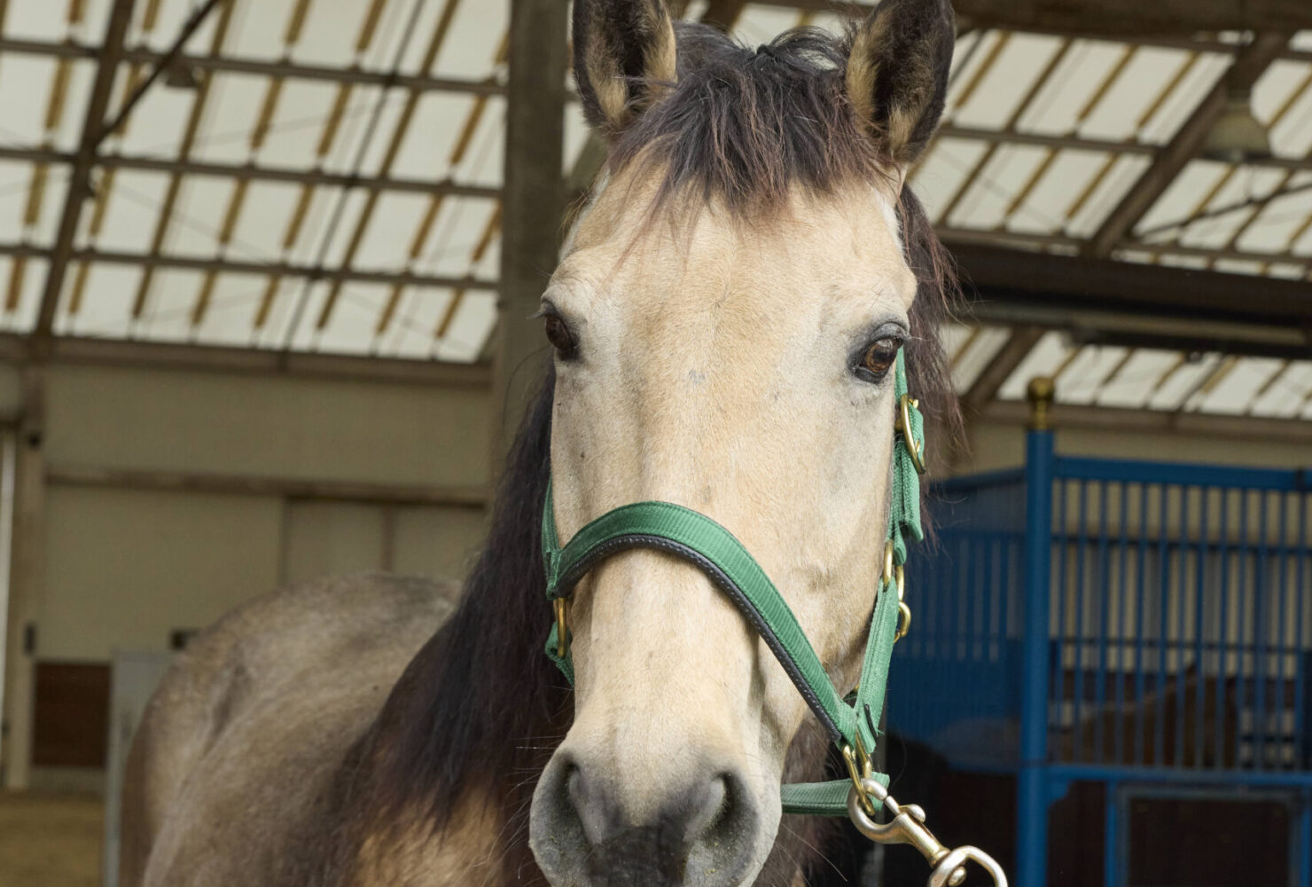 21話　アルゴと過ごす日々