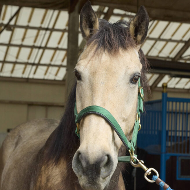 21話　アルゴと過ごす日々