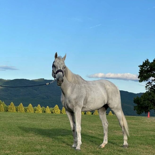 8話　新しい仲間、アキノアポロ🐴✨