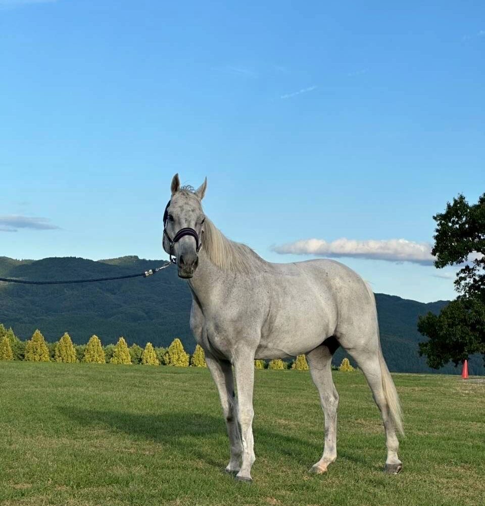 8話 新しい仲間、アキノアポロ🐴✨ 8話 新しい仲間、アキノアポロ🐴✨