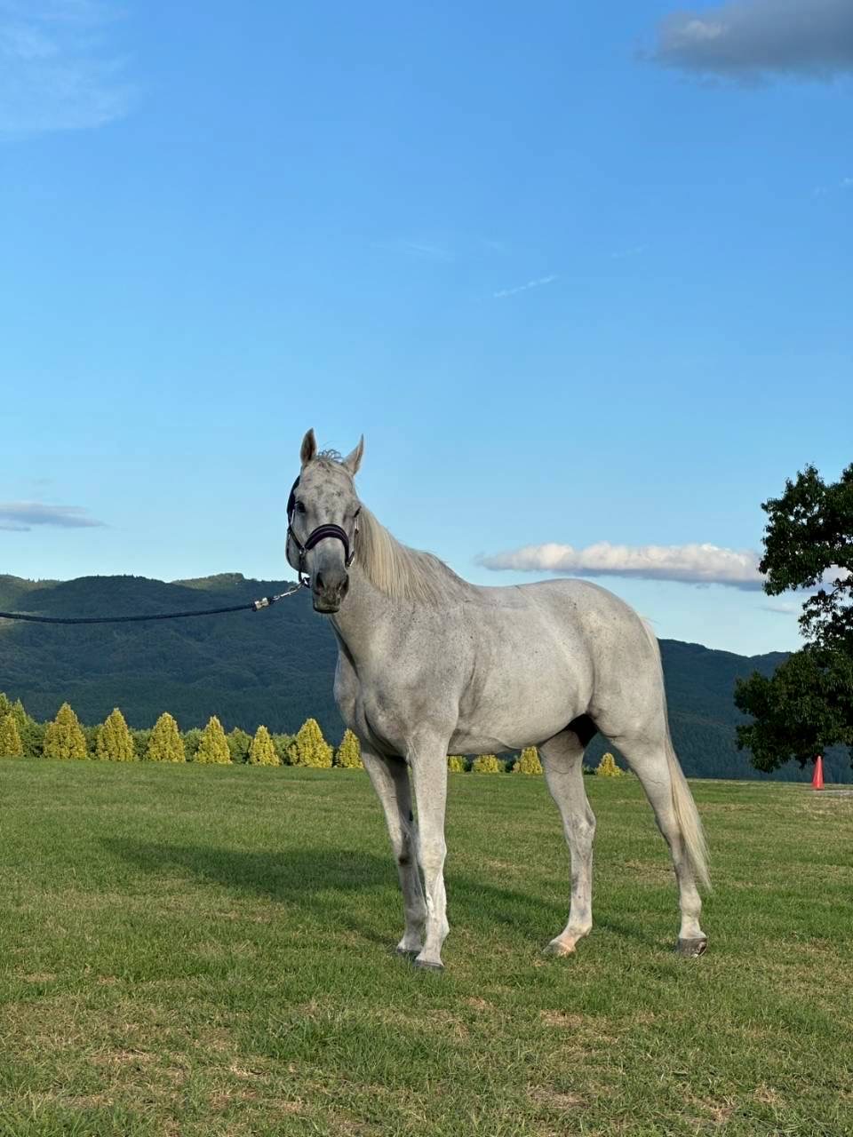 8話 新しい仲間、アキノアポロ🐴✨
