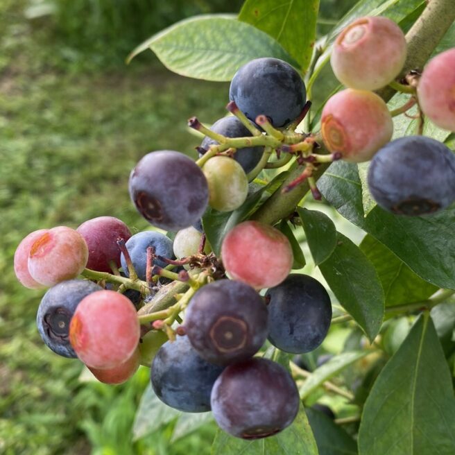 15話　次の実りに向けて