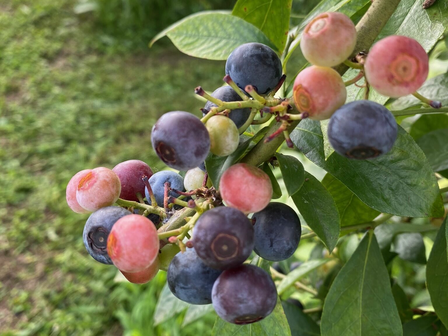 15話　次の実りに向けて