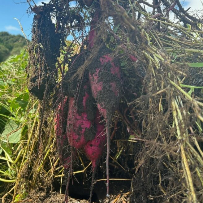 10話　秋の恵み、土の香りとともに🍠