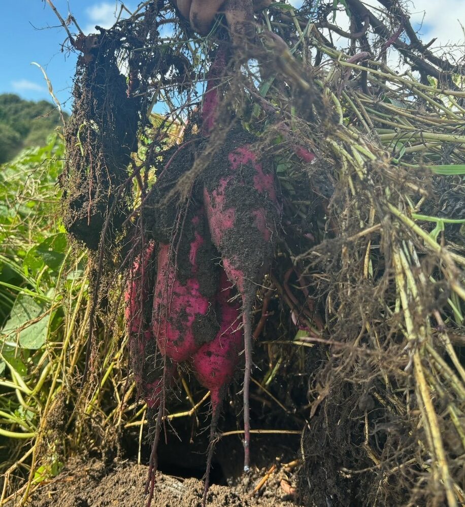 10話　秋の恵み、土の香りとともに🍠