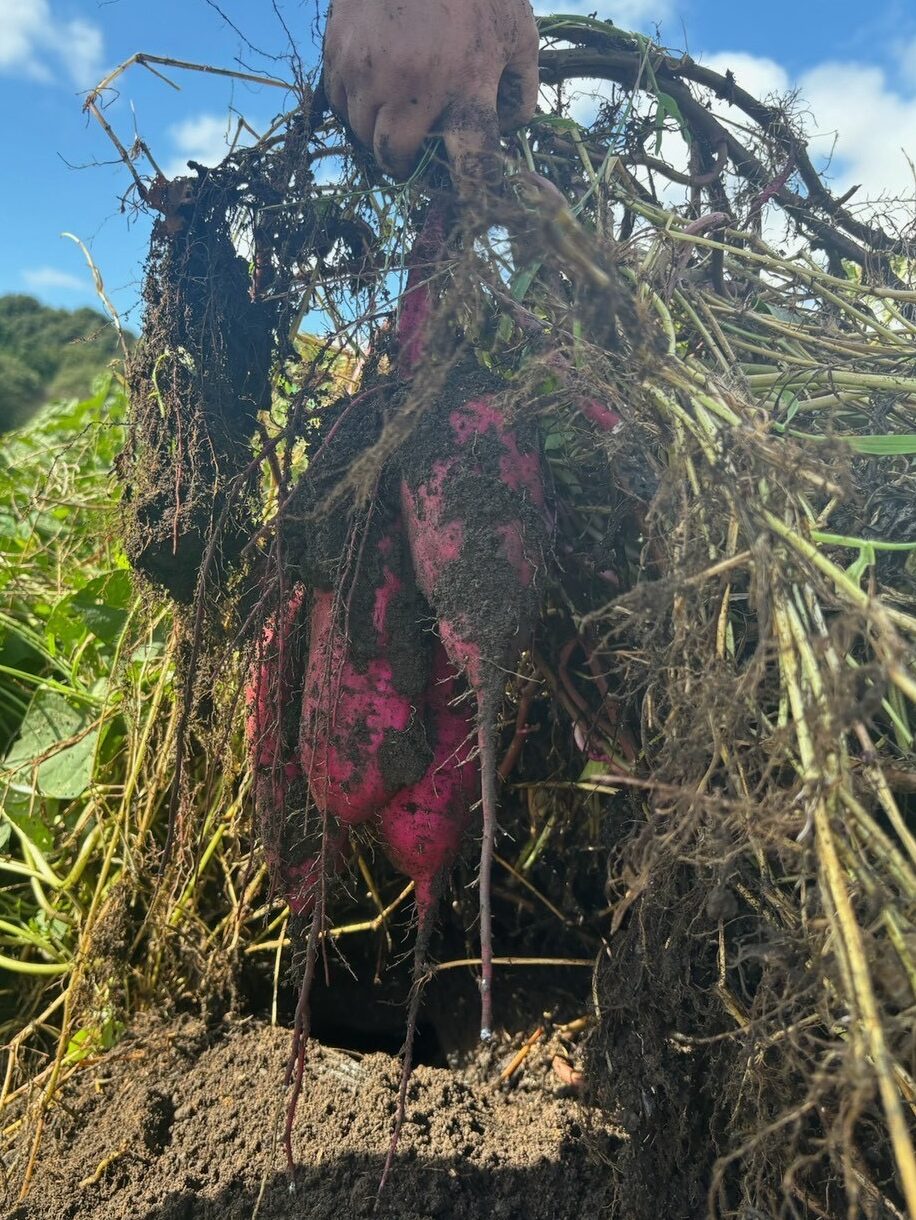 10話　秋の恵み、土の香りとともに🍠