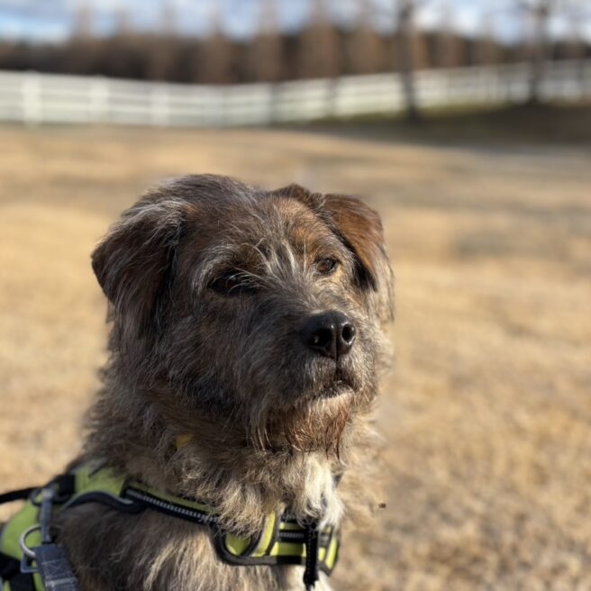 14話　新たな家族、ライアンとりん