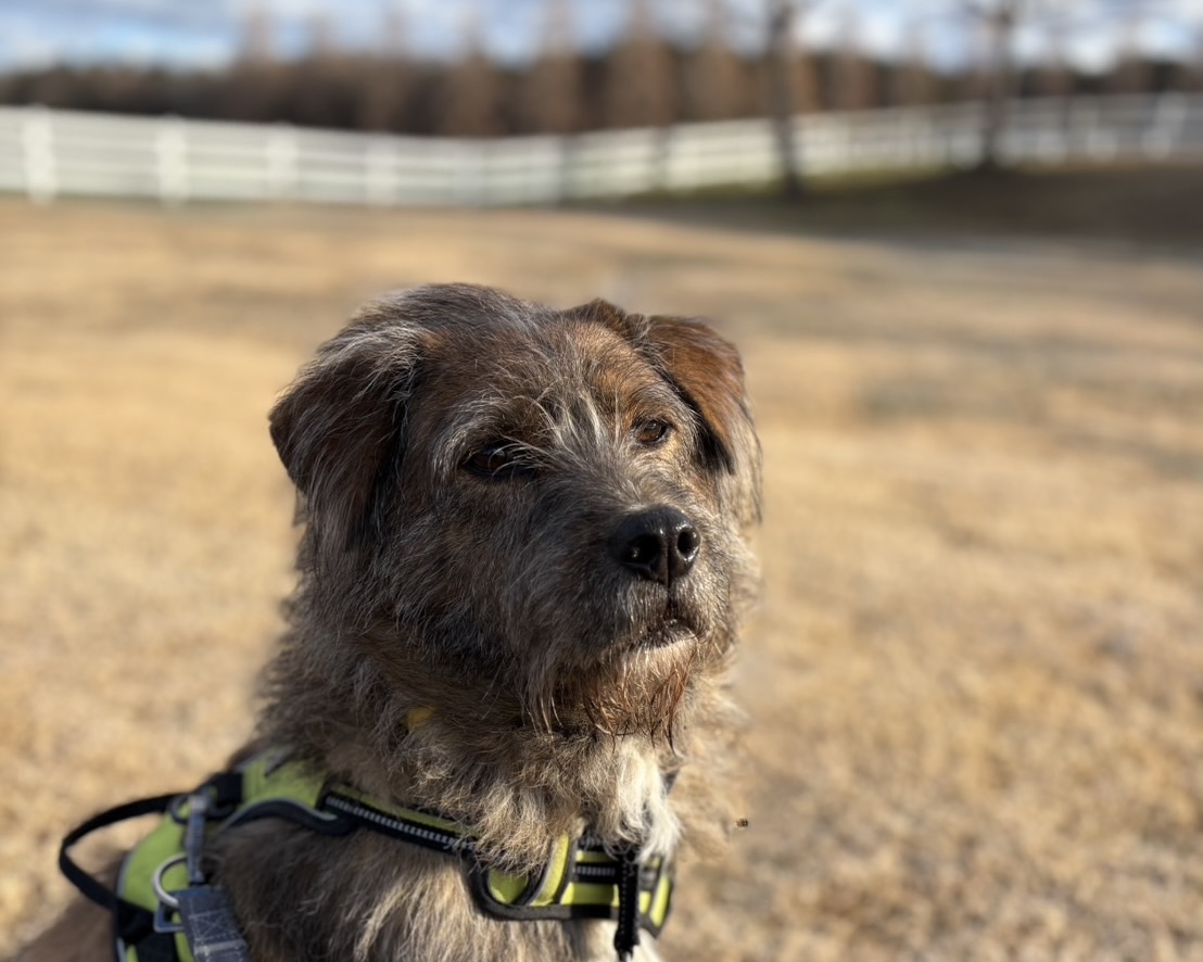 14話　新たな家族、ライアンとりん