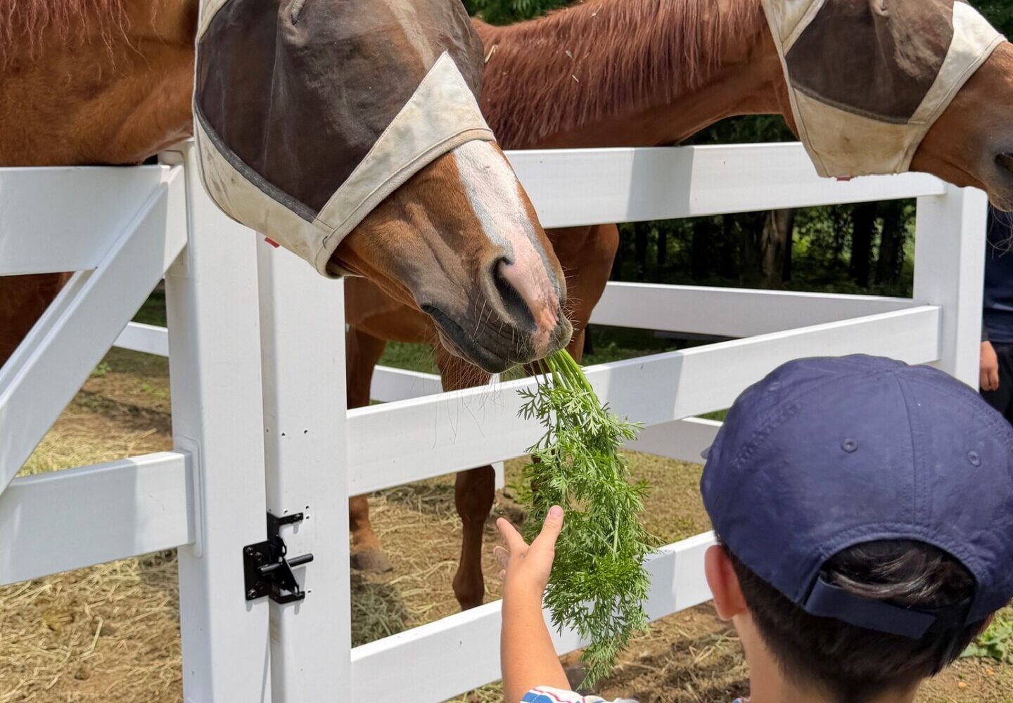 26話　馬たちと分かち合う、収穫の喜びと命の循環
