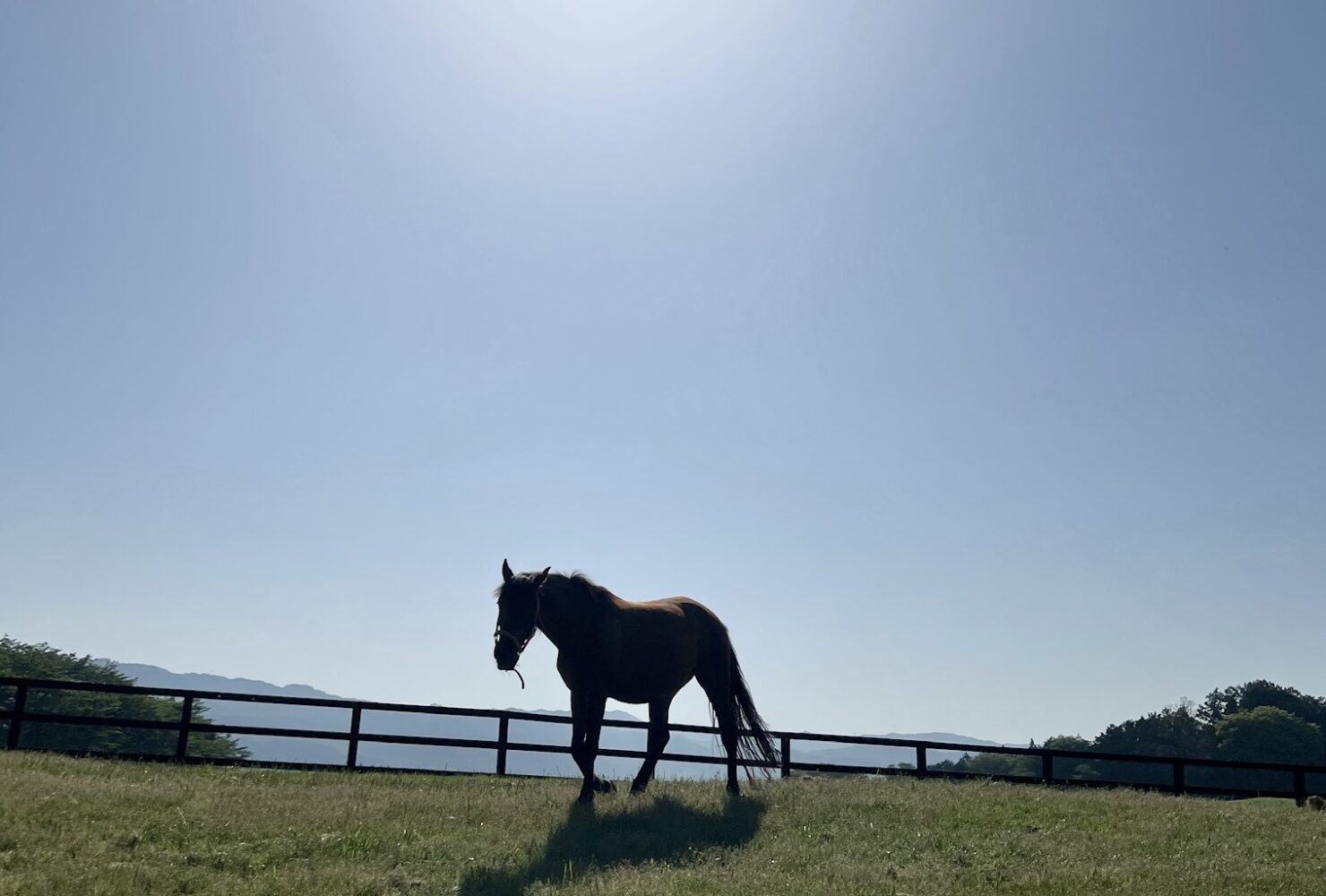 12話　午年のはじまり、馬と歩く時間を