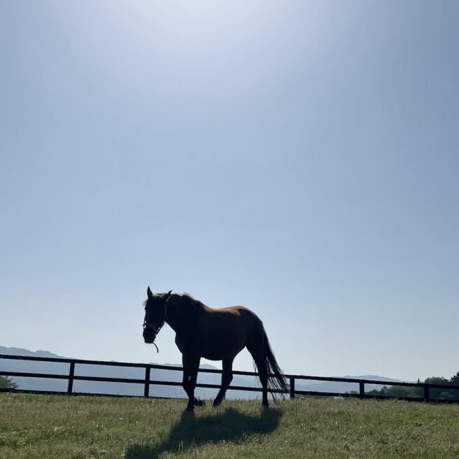 12話　午年のはじまり、馬と歩く時間を