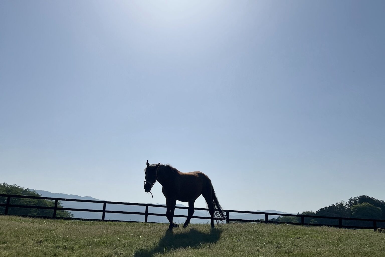 12話　午年のはじまり、馬と歩く時間を