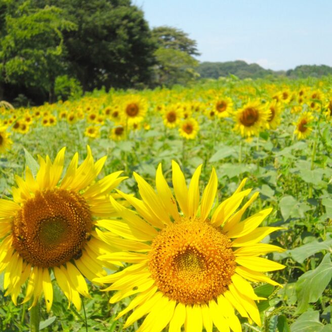 7話 ひまわりがつなぐ、自然の循環