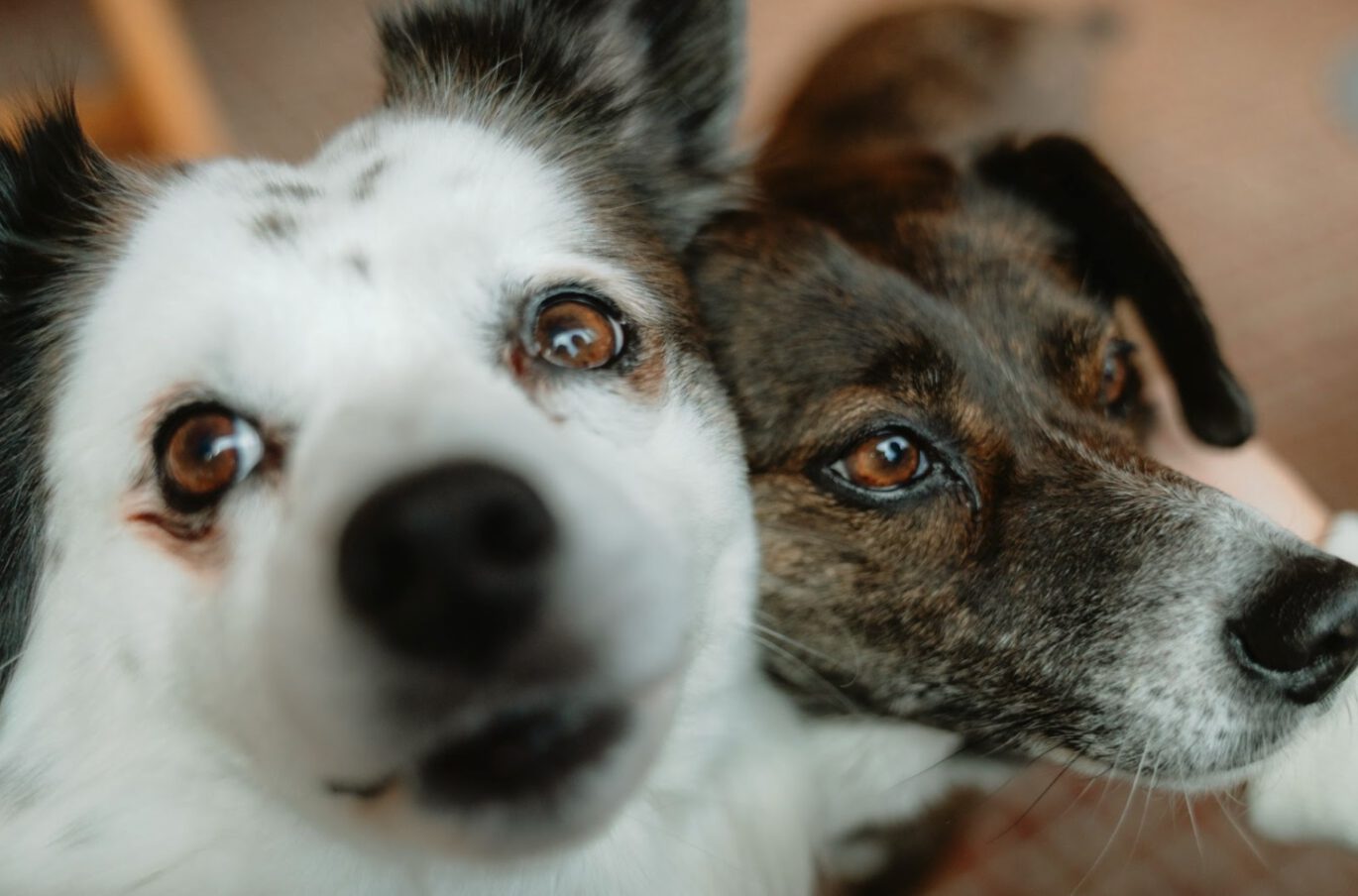 2話　ファームで暮らす保護犬、あずきとあんずのお話